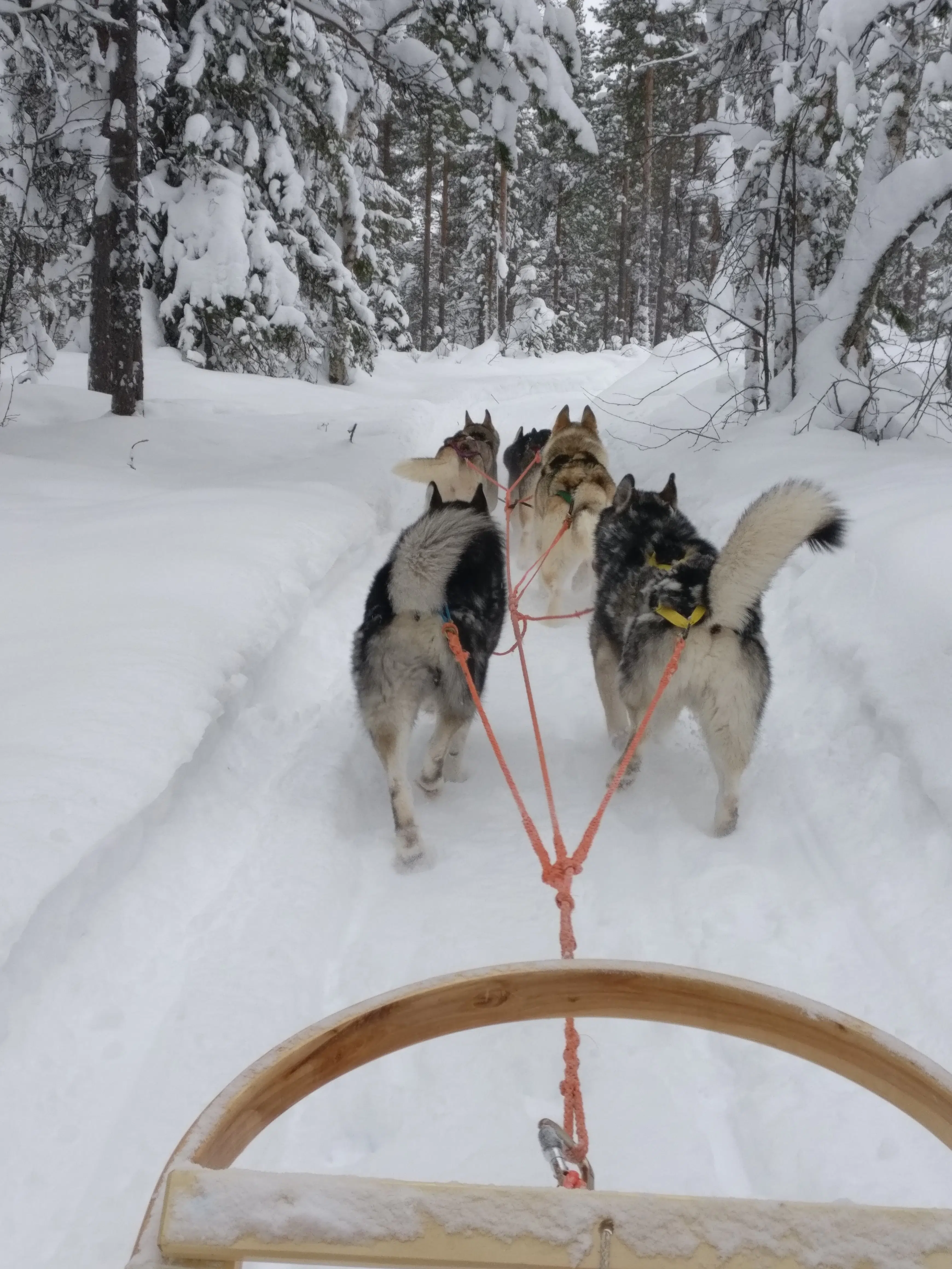 Anna dirige le traîneau de tête composé de cinq chiens, qui trace la route et donne l’allure, soutenue malgré une neige épaisse.