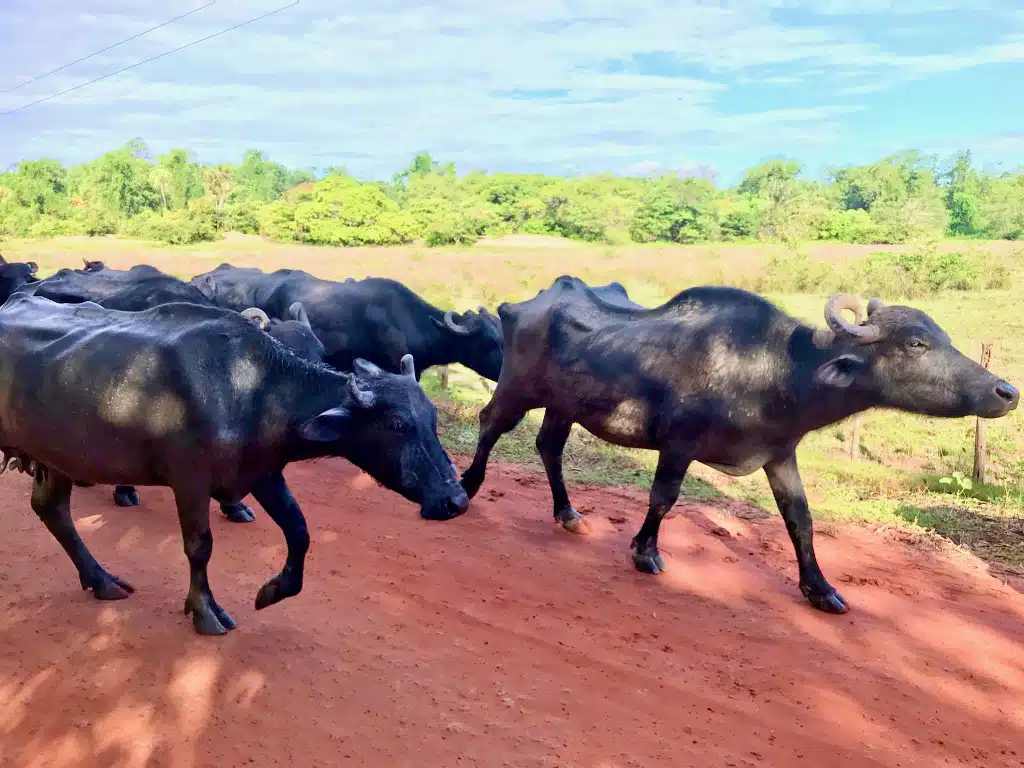 Brésil-Brasil-Brazil-Marajó-Pará-búfalo-buffles-troupeau