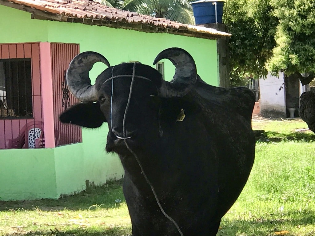 Marajó, l’île aux buffles, où les eaux de l’Amazone et de l’océan se mélangent. Des buffles devant une maison à soure (Marajó, État de Para, nord du Brésil).