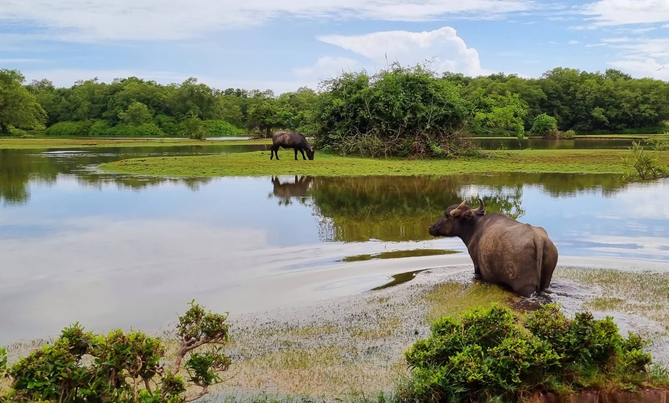 Marajó, l’île aux buffles, où les eaux de l’Amazone et de l’océan se mélangent.