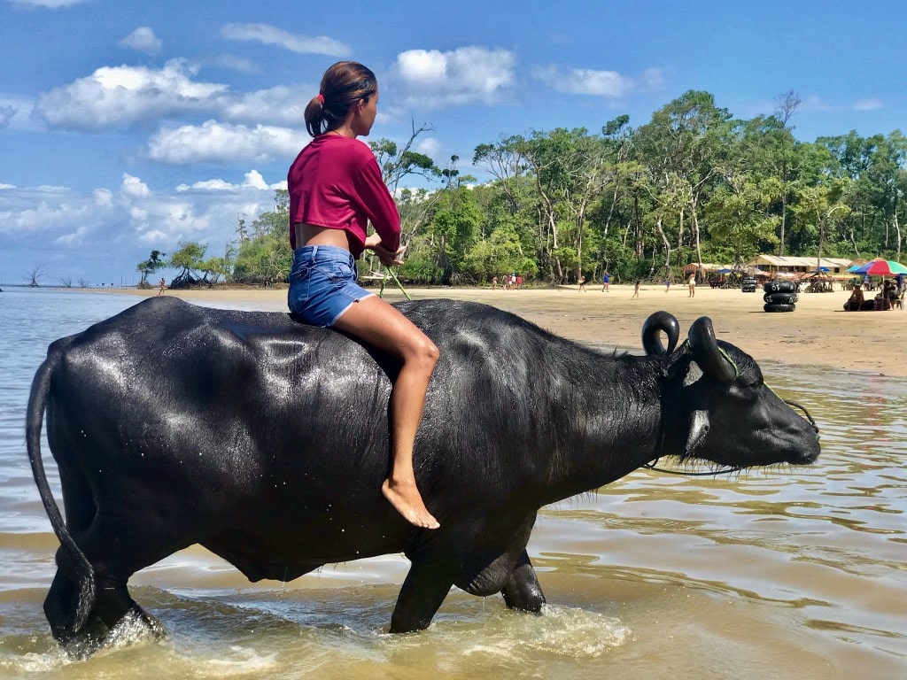 Marajó, l’île aux buffles, où les eaux de l’Amazone et de l’océan se mélangent. Un buffle dompté sur la plage de Barra Velha (Marajó, État de Para, nord du Brésil).