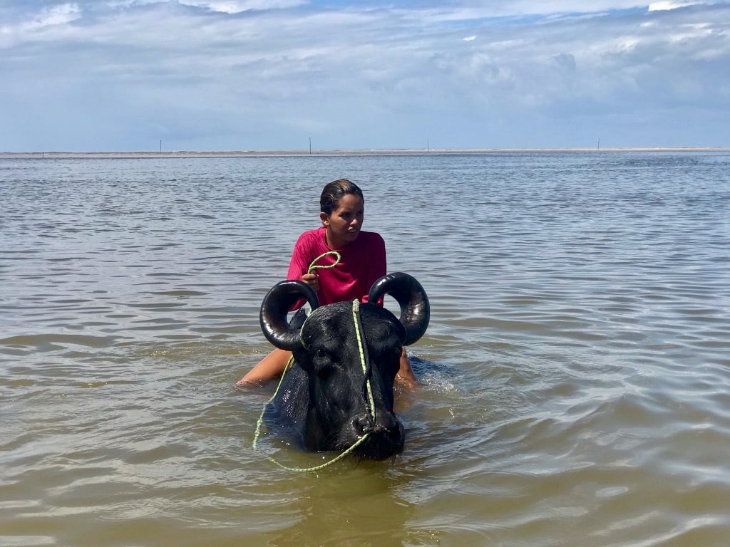 Marajó, l’île aux buffles, où les eaux de l’Amazone et de l’océan se mélangent. Un buffle dompté sur la plage de Barra Velha (Marajó, État de Para, nord du Brésil).