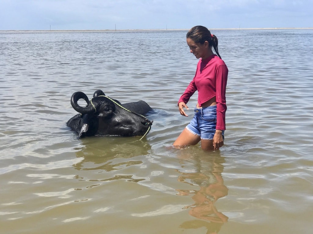 Marajó, l’île aux buffles, où les eaux de l’Amazone et de l’océan se mélangent. Un buffle dompté sur la plage de Barra Velha (Marajó, État de Para, nord du Brésil).