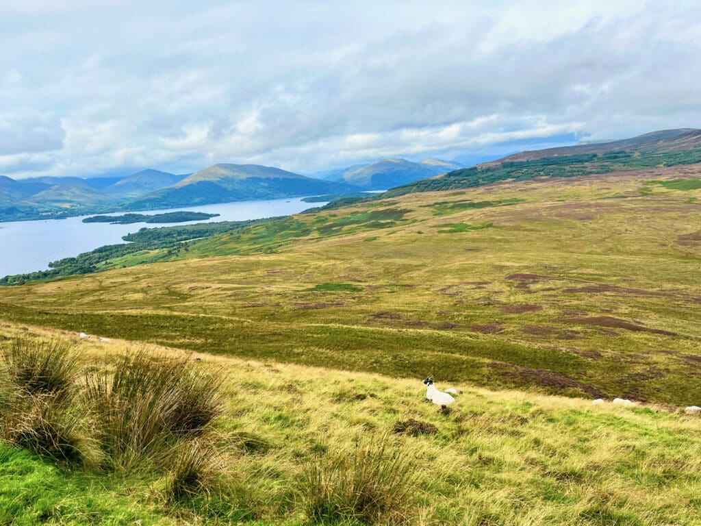 Scotland : vue du West Highland Way, le plus beau trek d’Écosse sur le Loch Lomond contemplé par un mouton