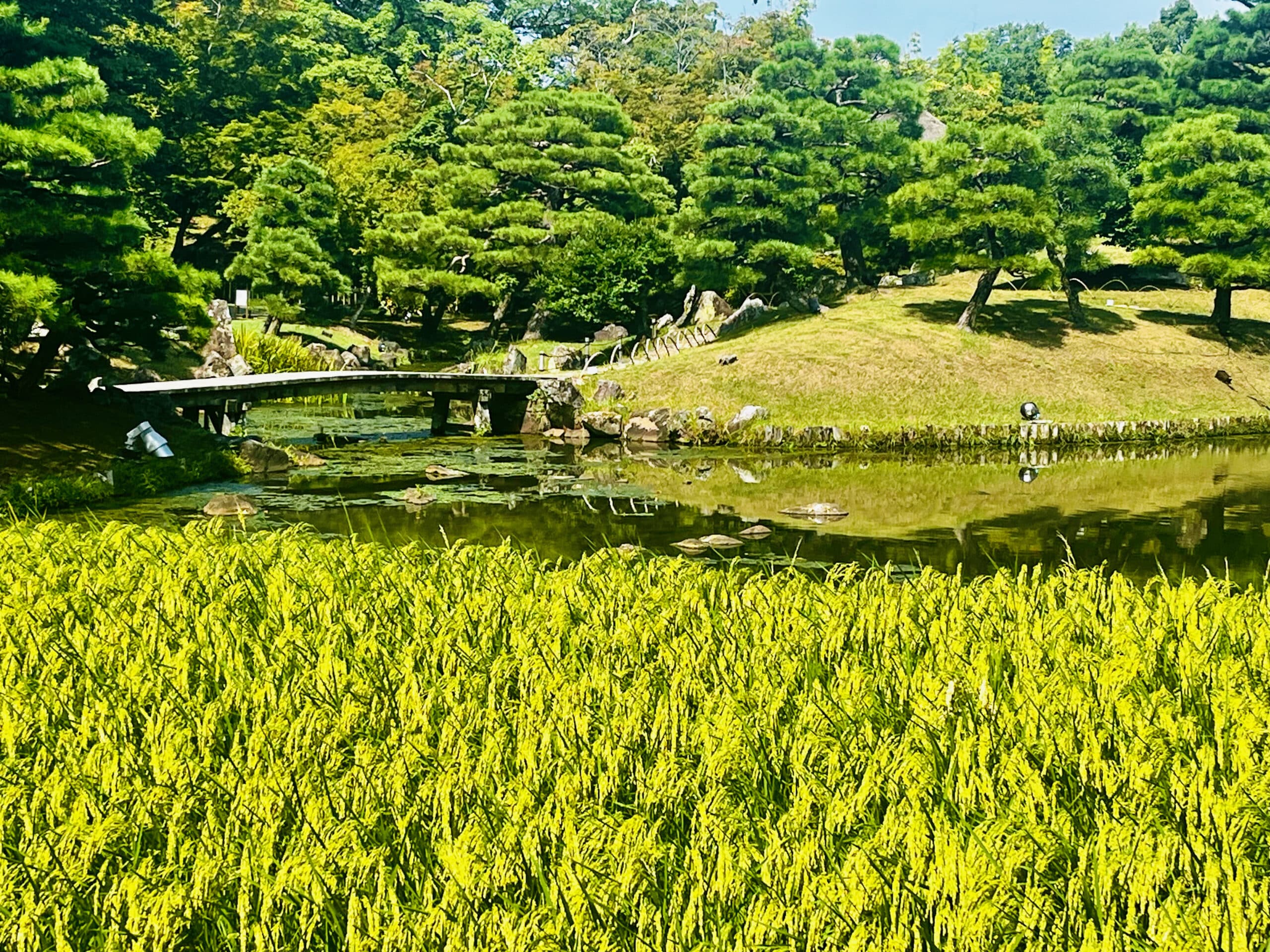 Japon-Hikone-chateau-de-Hikone-castle-Hikone-jō-jardin-garden-Genkyū-en-riz